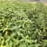 木姜子苗苗圃基地供应价格美丽质量无忧高成活欢迎指导