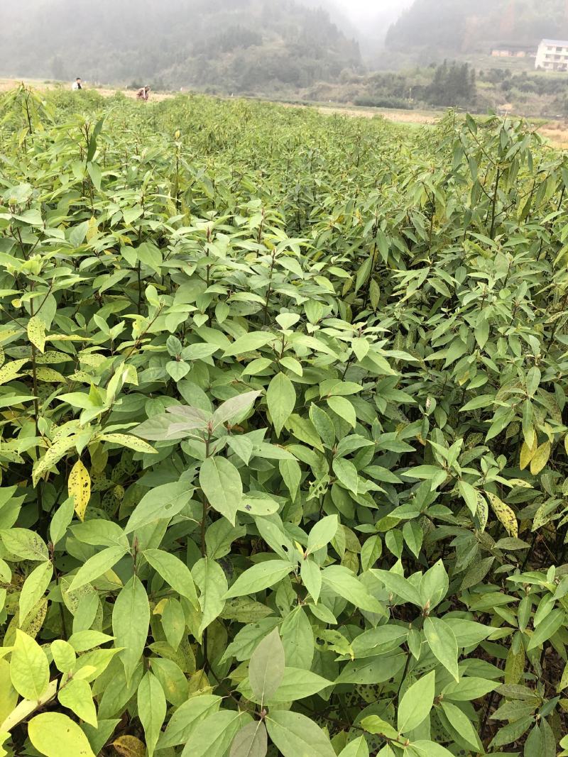 木姜子苗苗圃基地供应价格美丽质量无忧高成活欢迎指导