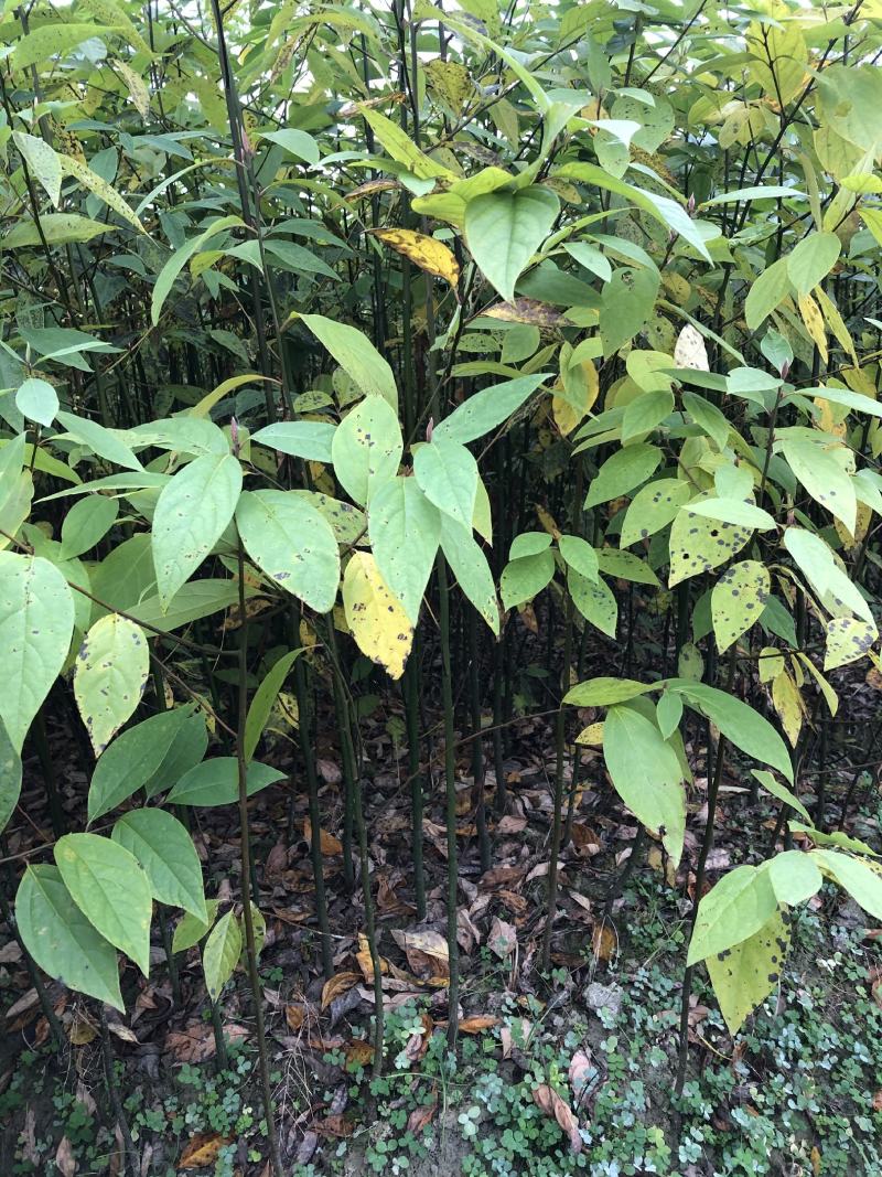 木姜子苗苗圃基地供应价格美丽质量无忧高成活欢迎指导