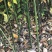 木姜子苗苗圃基地供应价格美丽质量无忧高成活欢迎指导