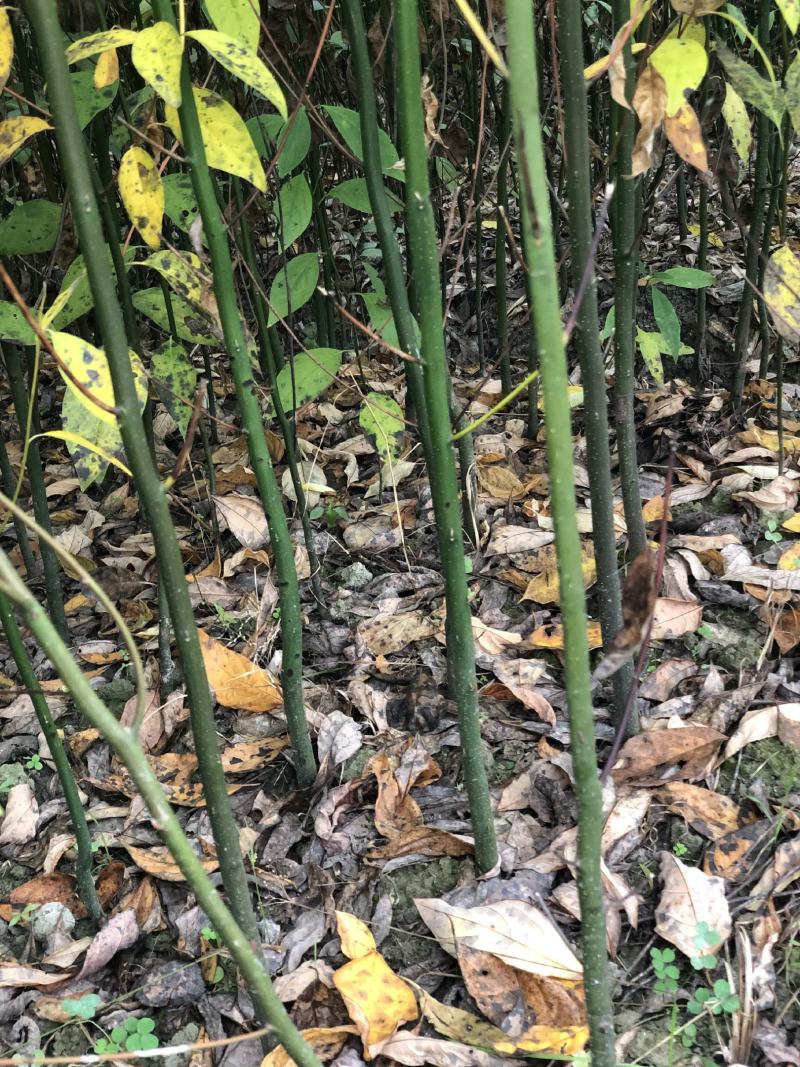 木姜子苗苗圃基地供应价格美丽质量无忧高成活欢迎指导