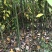 木姜子苗苗圃基地供应价格美丽质量无忧高成活欢迎指导
