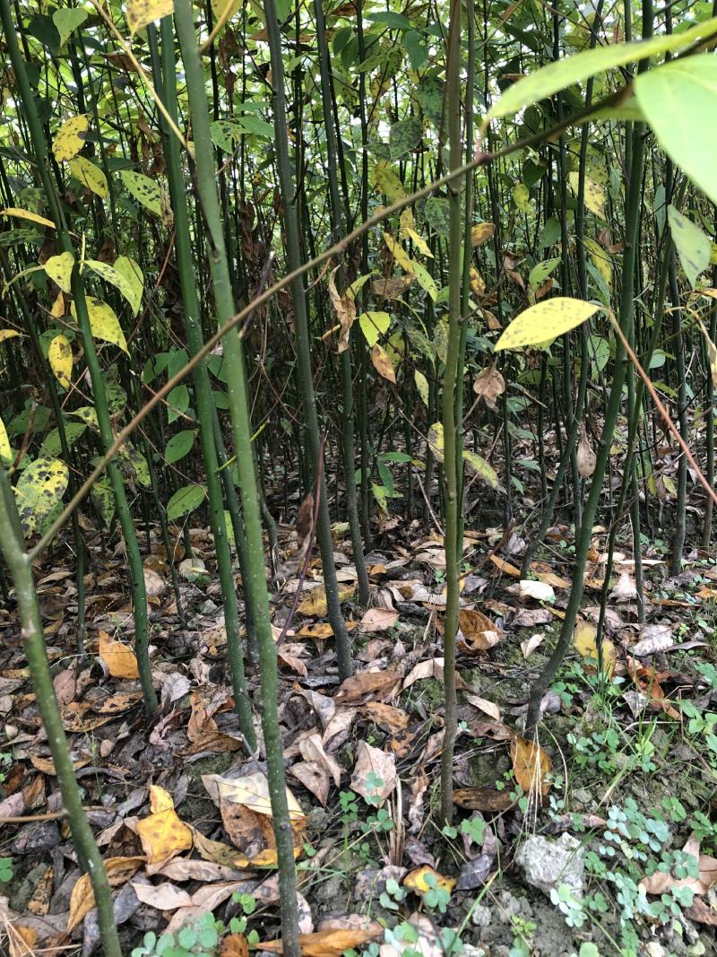 木姜子苗苗圃基地供应价格美丽质量无忧高成活欢迎指导