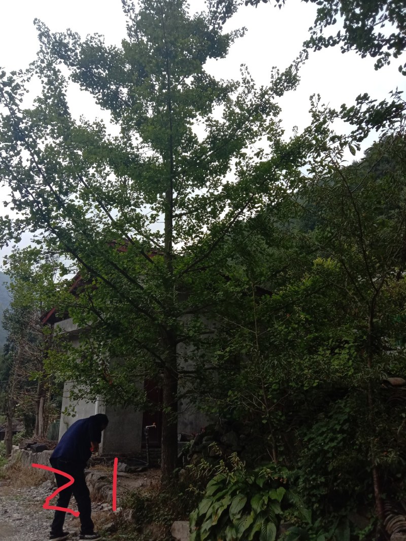 本园长期供应各种规格银杏小苗，成品树，杜仲小苗，成品树！