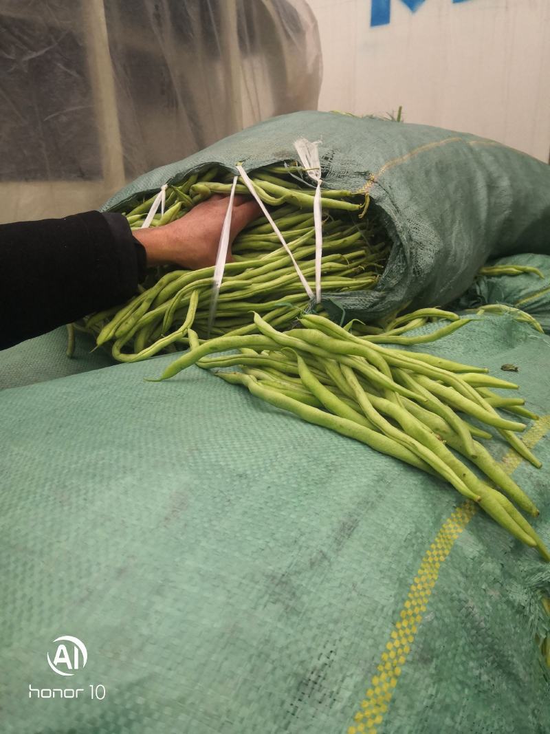 无丝豆，荚长，色绿，好看又好卖。