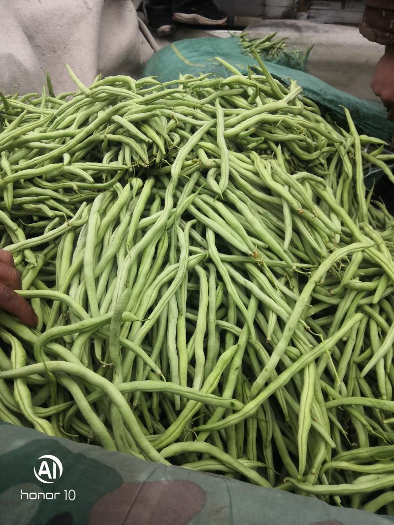 无丝豆，荚长，色绿，好看又好卖。
