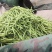 无丝豆，荚长，色绿，好看又好卖。