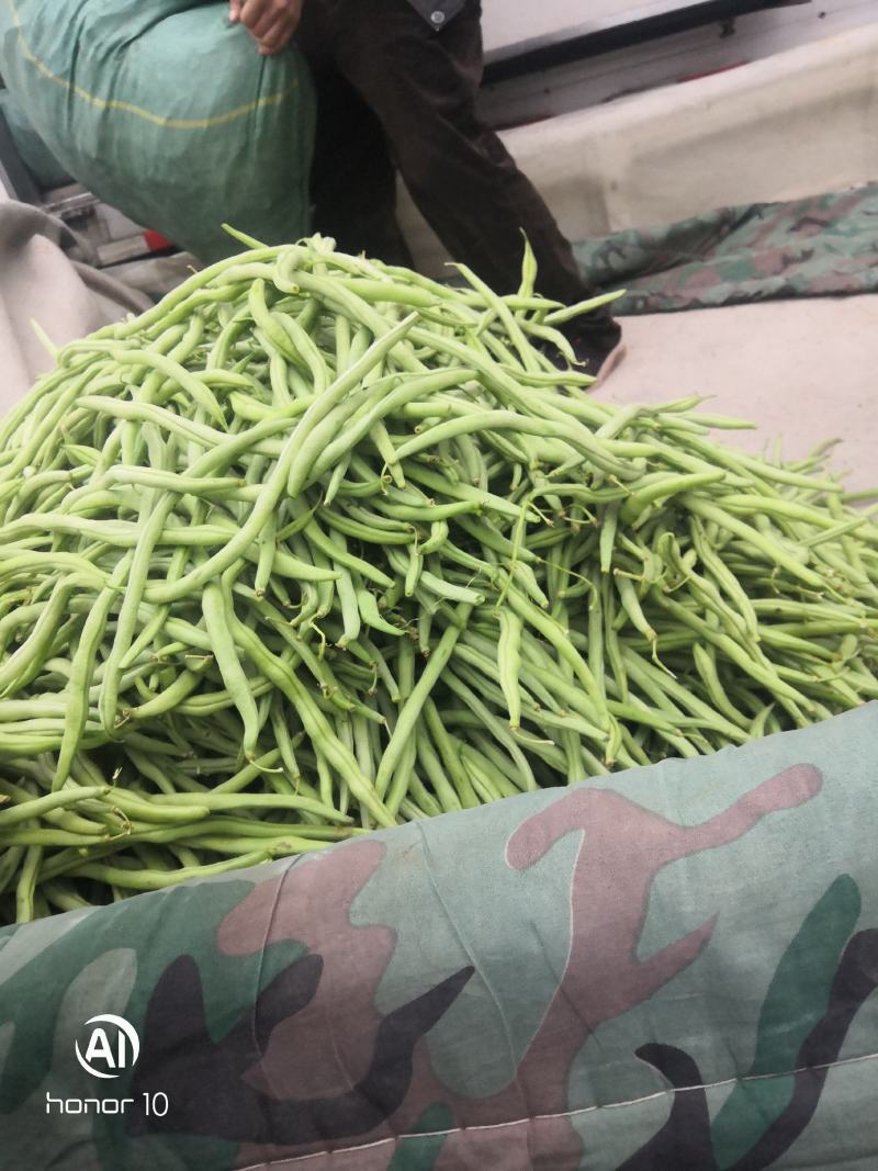 无丝豆，荚长，色绿，好看又好卖。