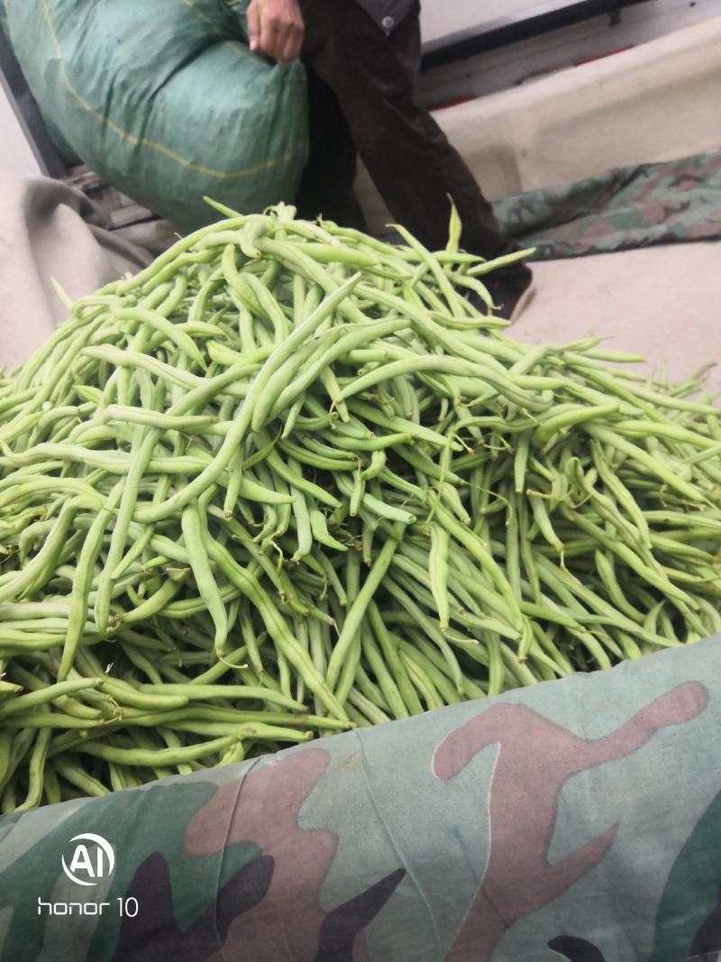 无丝豆，荚长，色绿，好看又好卖。