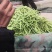 无丝豆，荚长，色绿，好看又好卖。