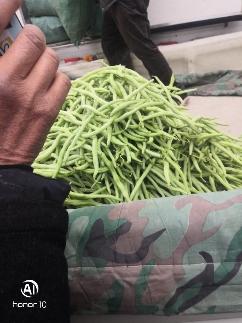 无丝豆，荚长，色绿，好看又好卖。