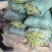 无丝豆，荚长，色绿，好看又好卖。