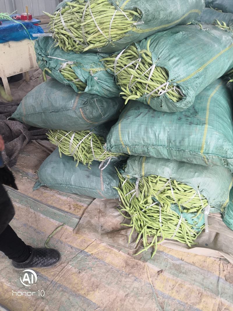 无丝豆，荚长，色绿，好看又好卖。