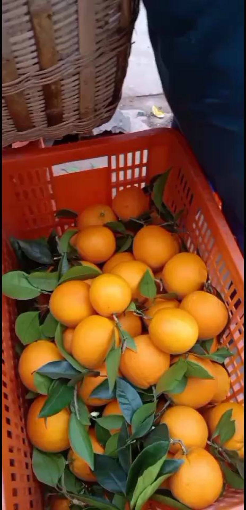 冰糖橙的甜蜜三峡秭归纽荷尔脐橙，长虹脐橙大个头，细皮嫩肉