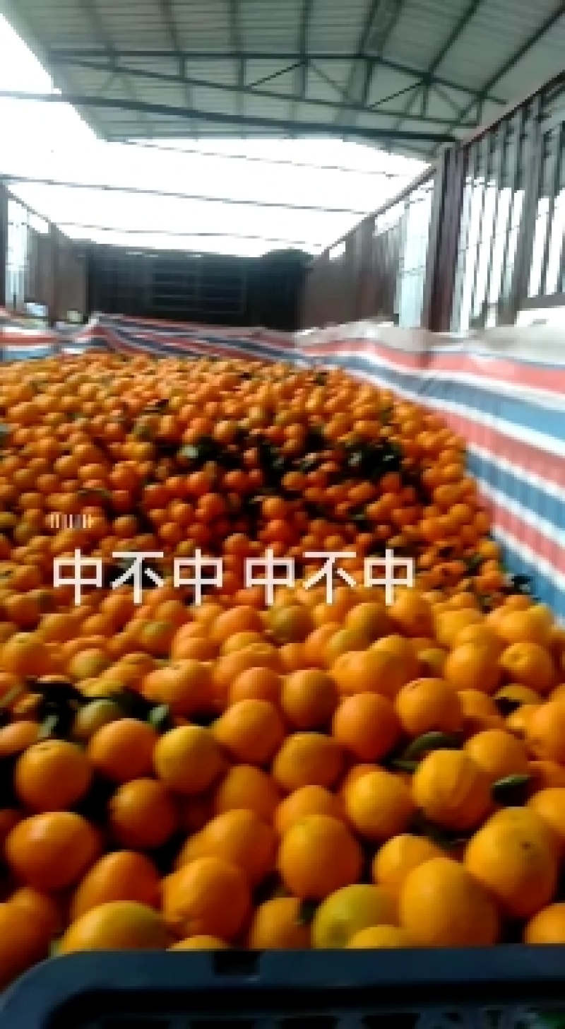 冰糖橙的甜蜜三峡秭归纽荷尔脐橙，长虹脐橙大个头，细皮嫩肉