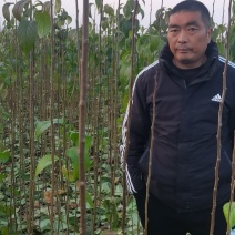 河南周口精品杜仲苗，地径一公分到两公分杜仲苗，苗高粗壮！