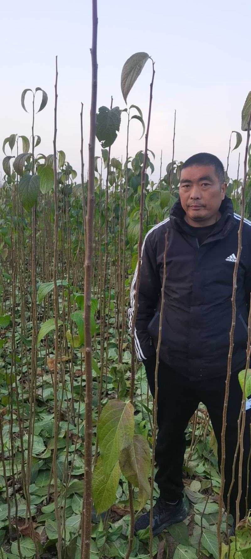 河南周口精品杜仲苗，地径一公分到两公分杜仲苗，苗高粗壮！