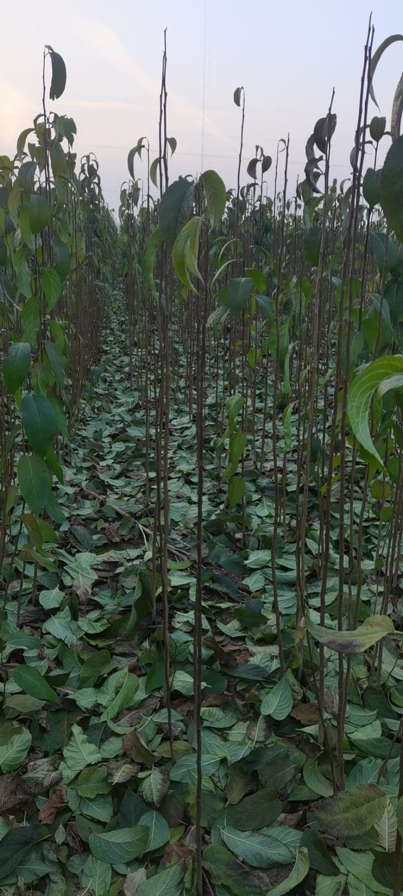 河南周口精品杜仲苗，地径一公分到两公分杜仲苗，苗高粗壮！