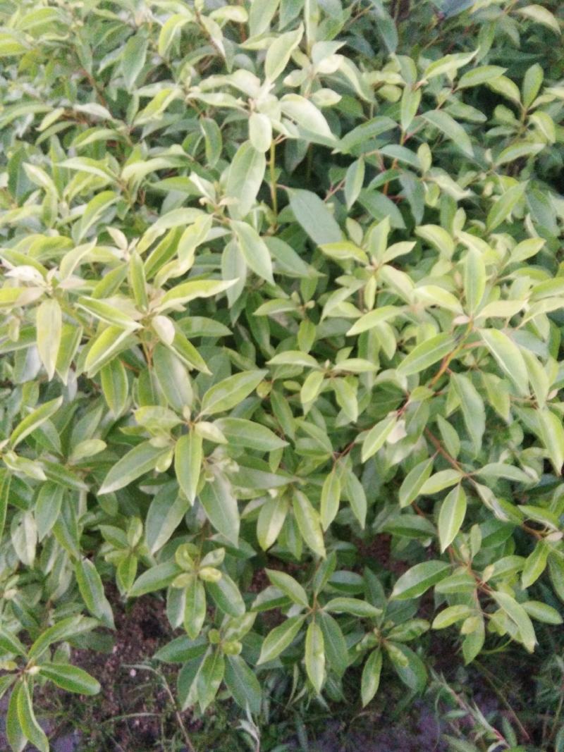 一年生小叶香樟，D0.4一D1.0以上。