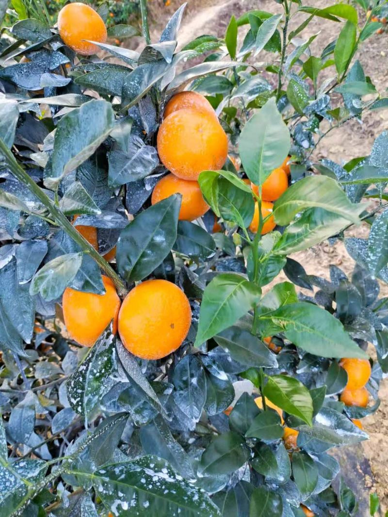 大量沃柑，靓货，电商货价格便宜，诚心接待