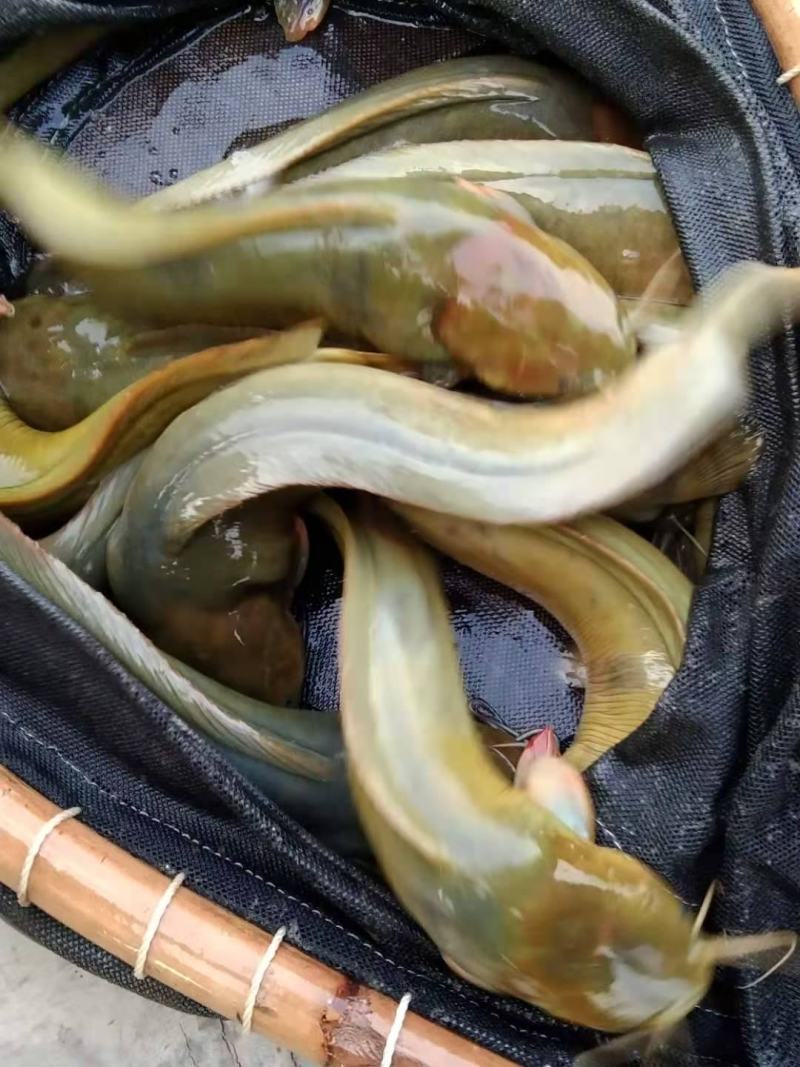本地塘角鱼，欢迎到塘看货