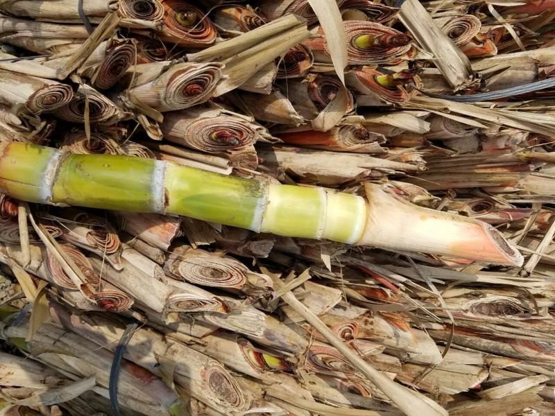 大灰种黑甘蔗苗3~4牙