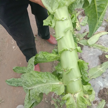 乐山三青窝芛莴苣！！