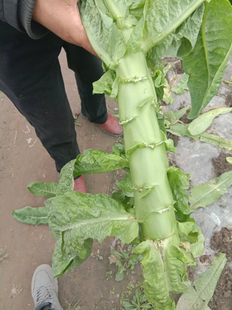 乐山三青窝芛莴苣！！