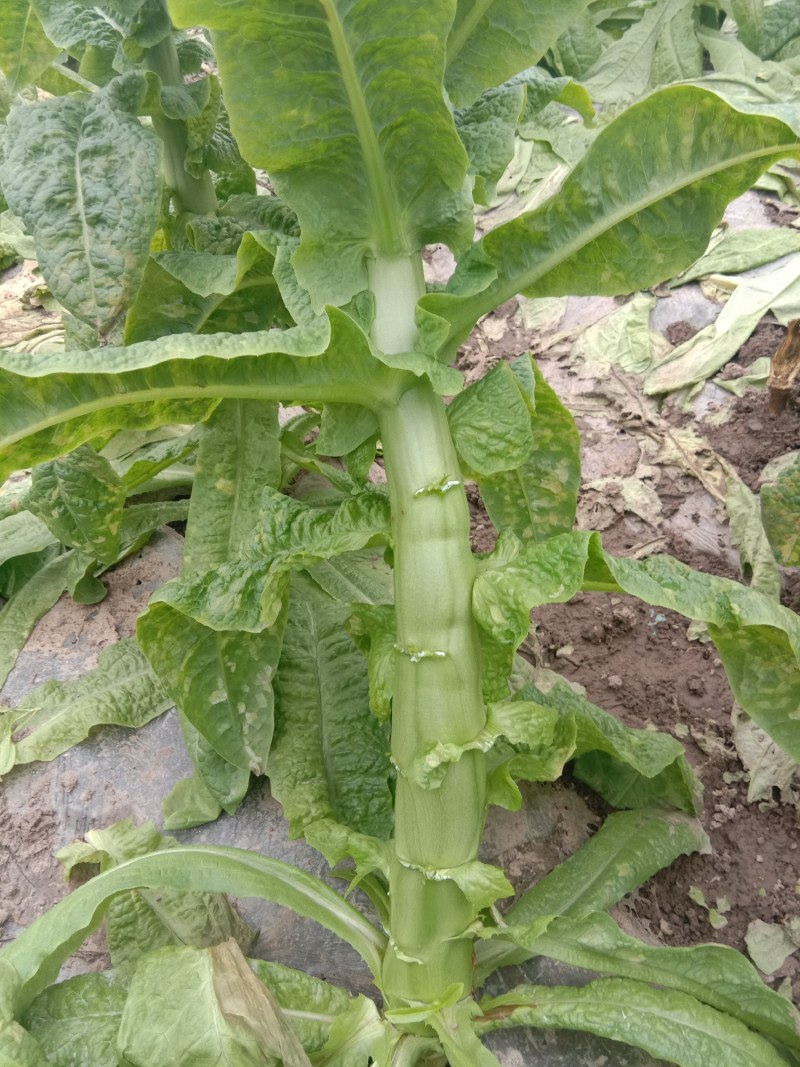 乐山三青窝芛莴苣！！