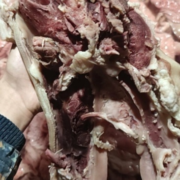 熟食鲜货可大批量供货大肠散肠护心肉耳朵猪头