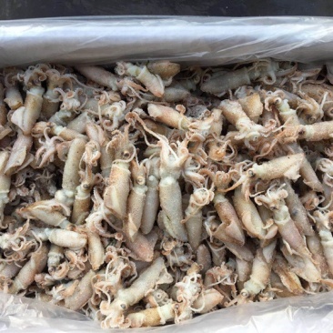 颗粒大海兔大籽乌熟的颗粒的淡干口感