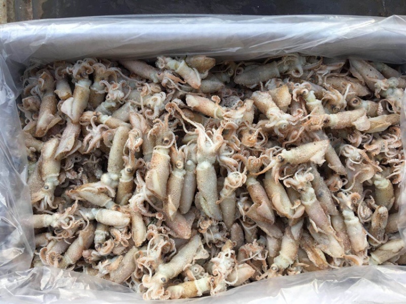 颗粒大海兔大籽乌熟的颗粒的淡干口感