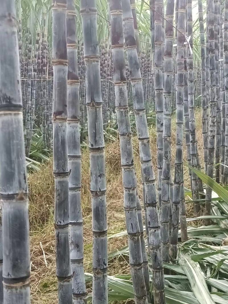 新鲜的水果黑皮甘蔗产地批发