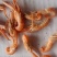 爪虾鳌虾无盐狗虾不咸大量现货支持一件代发