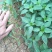 【辣椒苗】菜椒苗薄皮椒苗苏椒五号薄皮元帅品质保障