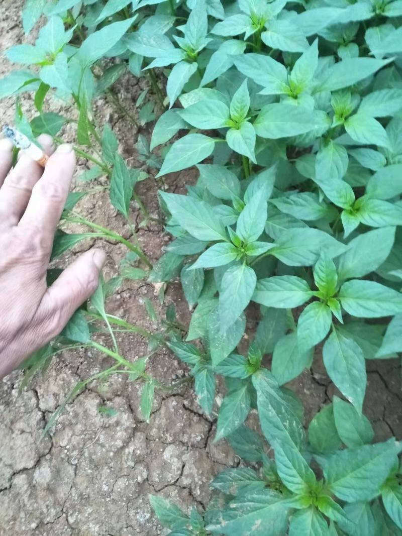 【辣椒苗】菜椒苗薄皮椒苗苏椒五号薄皮元帅品质保障