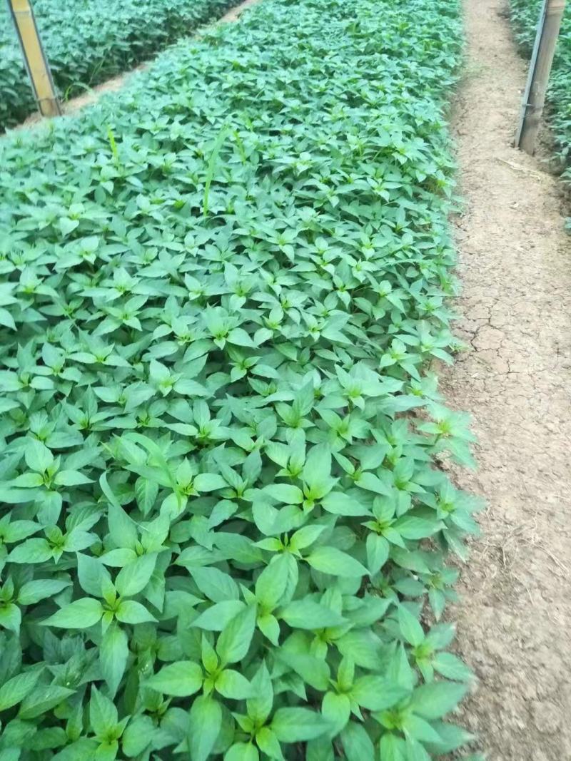 【辣椒苗】菜椒苗薄皮椒苗苏椒五号薄皮元帅品质保障