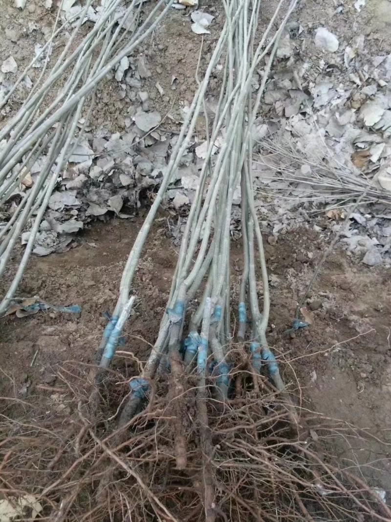 大量低价出售板栗嫁接苗，板栗实生苗，高产果大