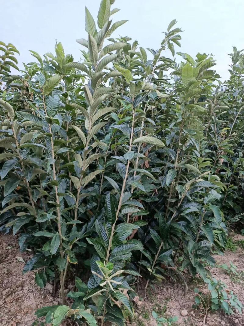 大量低价出售板栗嫁接苗，板栗实生苗，高产果大