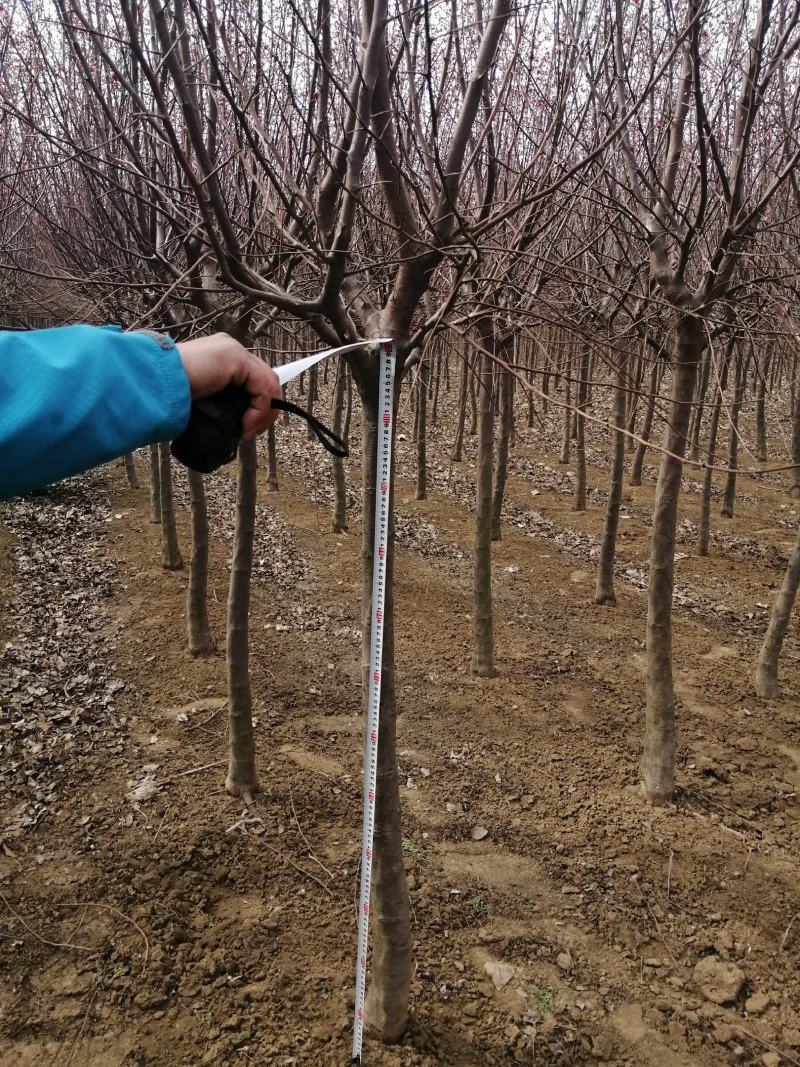 大量低价供应绚丽海棠公分树，工程苗，绚丽海棠小苗