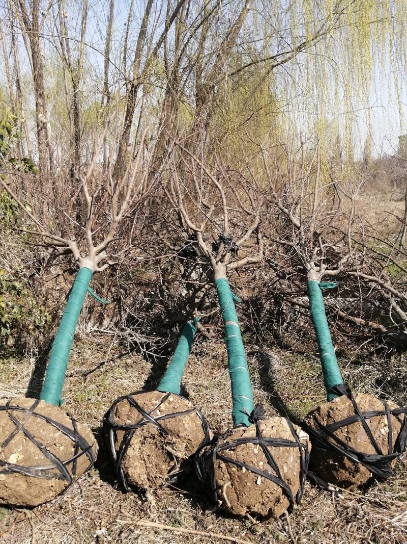 大量低价供应绚丽海棠公分树，工程苗，绚丽海棠小苗