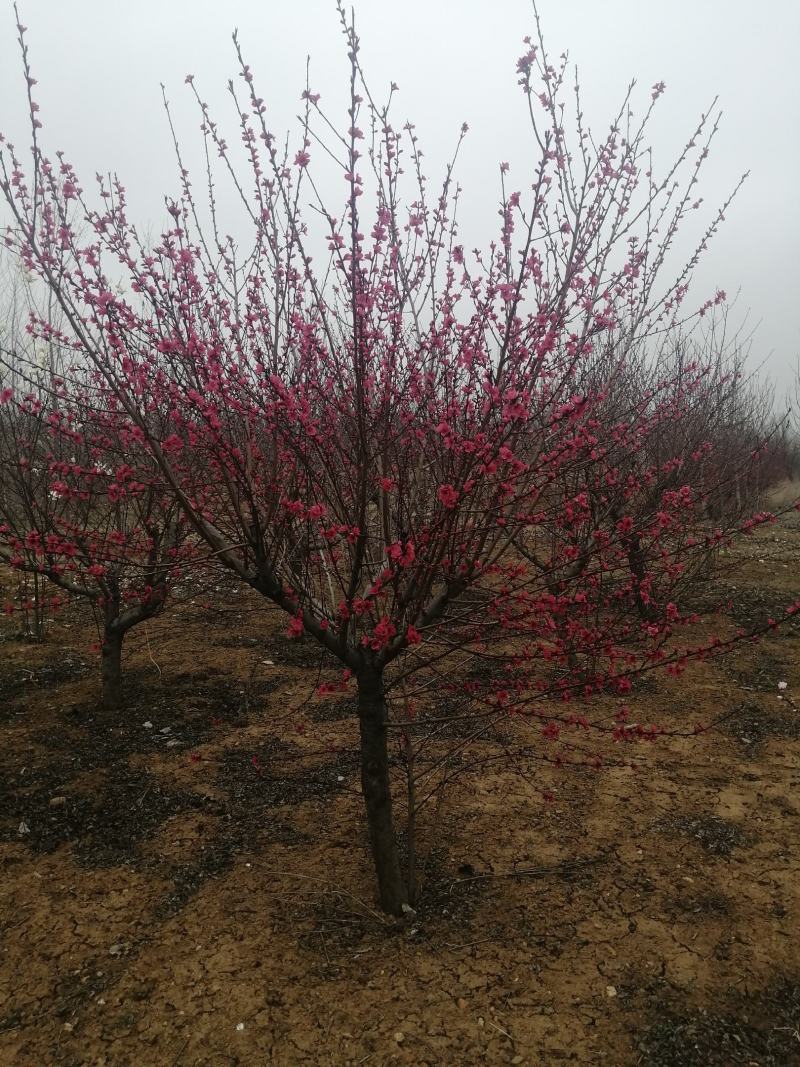 大量低价出售桃树苗，中油，雪桃，映霜红等各品种桃树苗