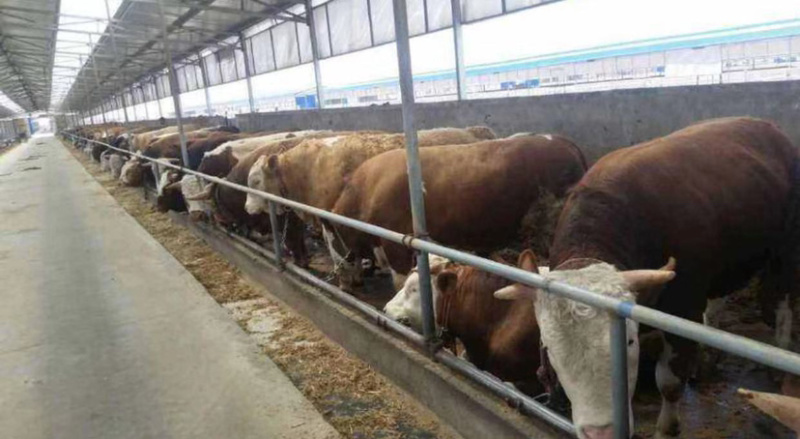 10%肉牛强化育肥复合预混料（不添加豆粕）