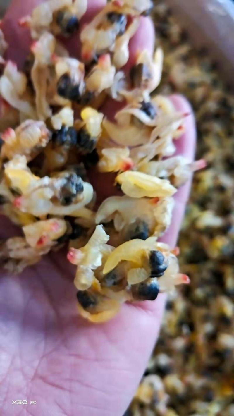 蛤蜊肉干！烤的！个大！无沙，颜色好！干度特别好！大量有货