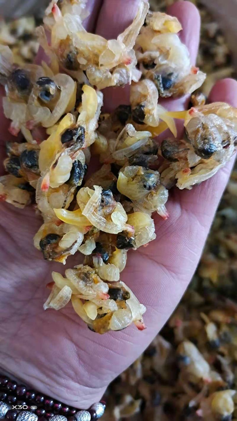 蛤蜊肉干！烤的！个大！无沙，颜色好！干度特别好！大量有货