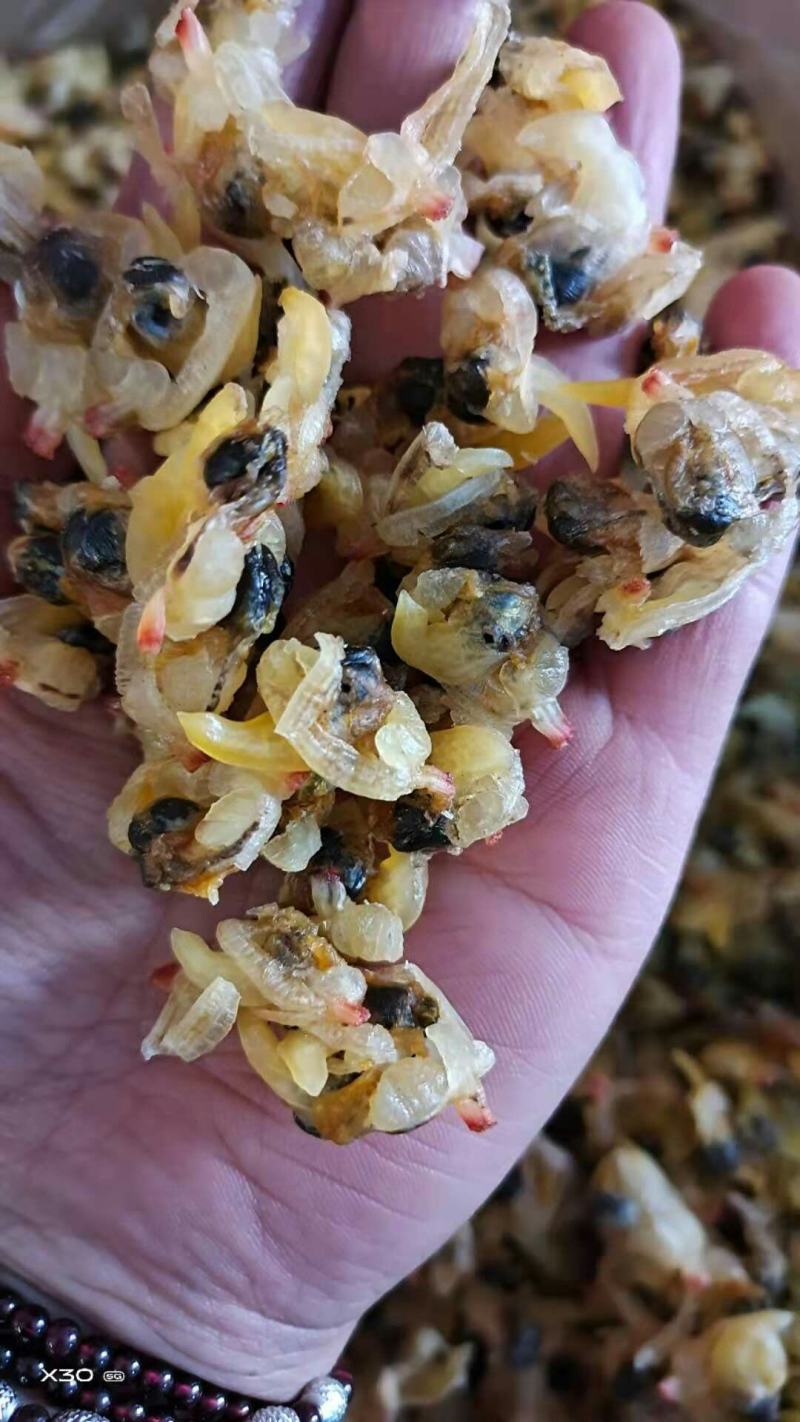 蛤蜊肉干！烤的！个大！无沙，颜色好！干度特别好！大量有货