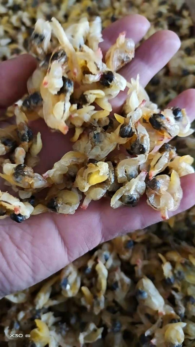 蛤蜊肉干！烤的！个大！无沙，颜色好！干度特别好！大量有货