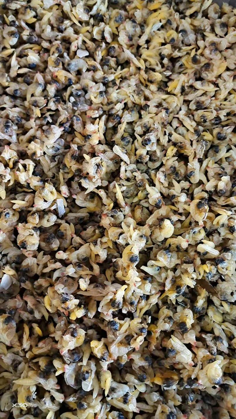 蛤蜊肉干！烤的！个大！无沙，颜色好！干度特别好！大量有货