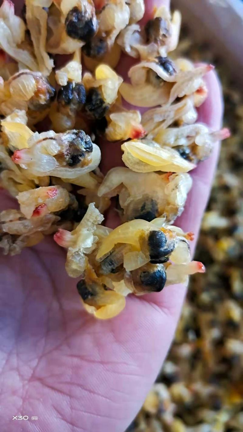 蛤蜊肉干！烤的！个大！无沙，颜色好！干度特别好！大量有货