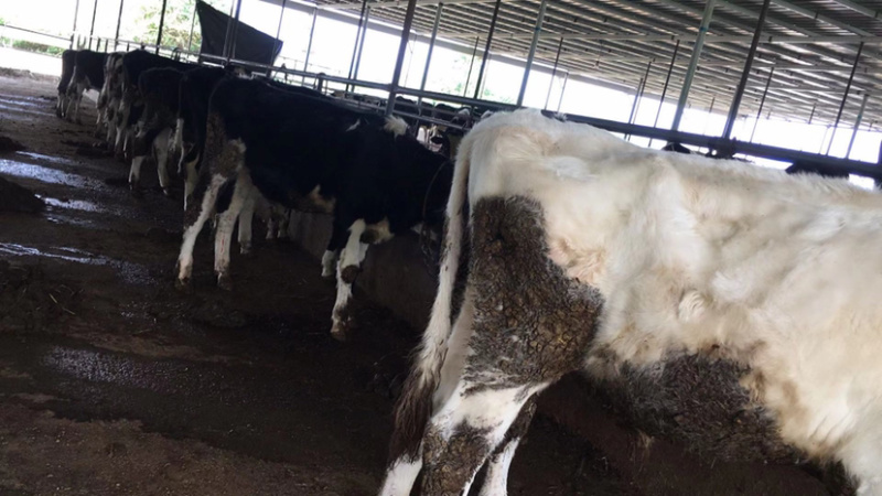 10%肉牛强化育肥复合预混料（不添加豆粕）